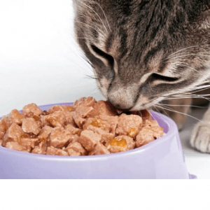Alimento humedo gato