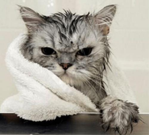 Higiene del gato
