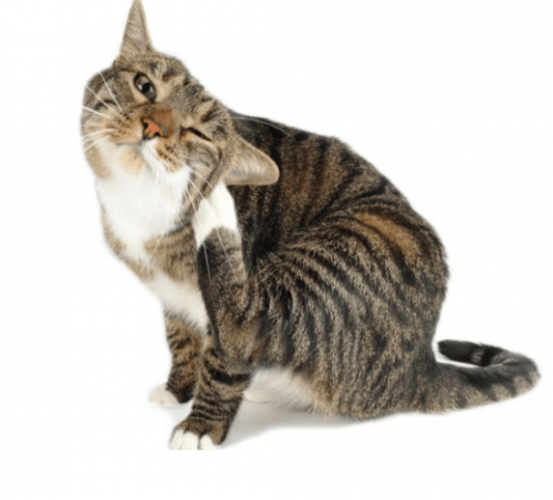 Antiparasitario y Repelente para gato