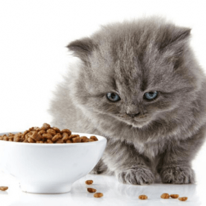 Alimento seco gato