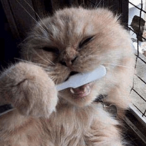 Higiene dental gato